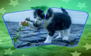 Cat Puzzle Memory Match Online Puzzle Game